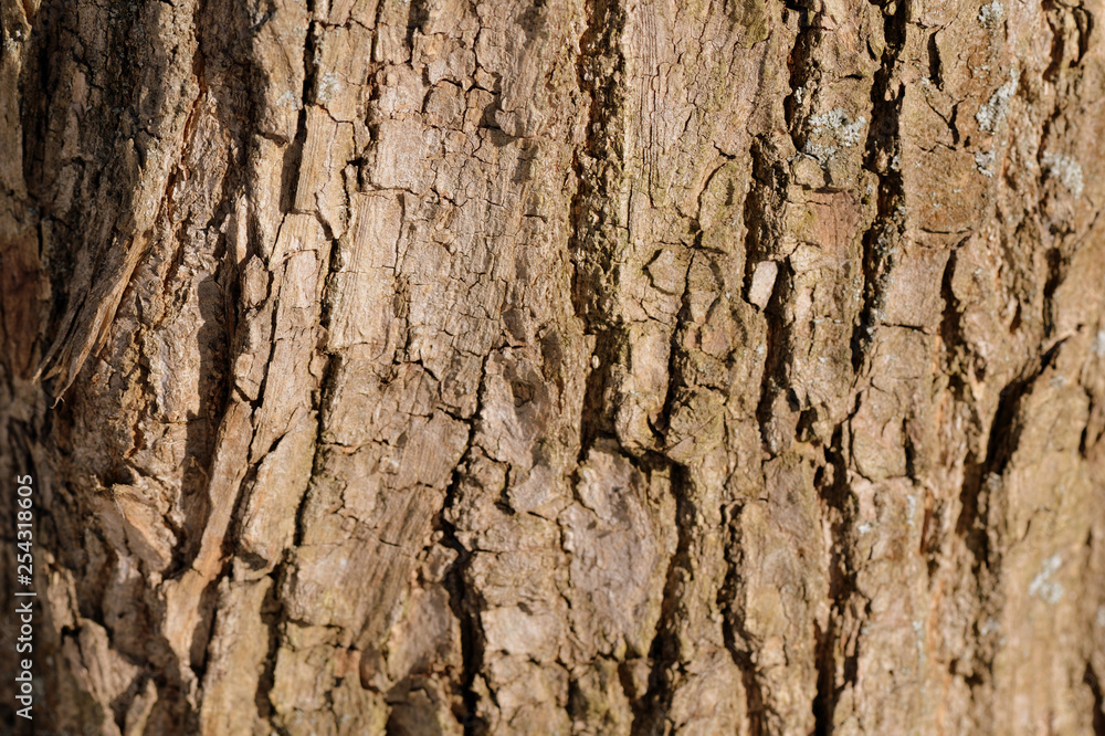Old tree bark texture background close up. Brown color toned Old tree bark texture background close up. Brown color toned