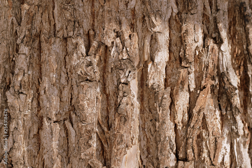 Old tree bark texture background close up. Brown color toned Old tree bark texture background close up. Brown color toned
