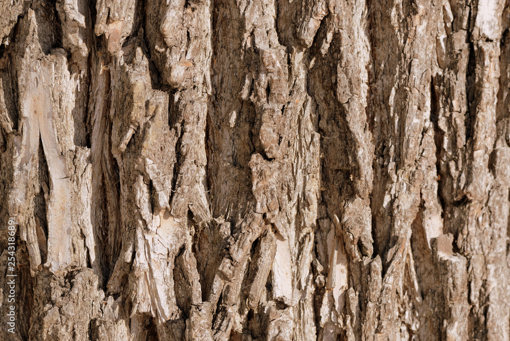Old tree bark texture background close up. Brown color toned Old tree bark texture background close up. Brown color toned