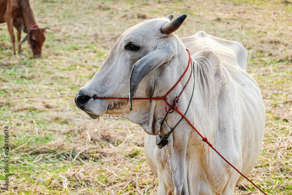 Asian bloodline cow in tropical field ,cow on meadow,cow cattle in the thailand Asian bloodline cow in tropical field ,cow on meadow,cow cattle in the thailand