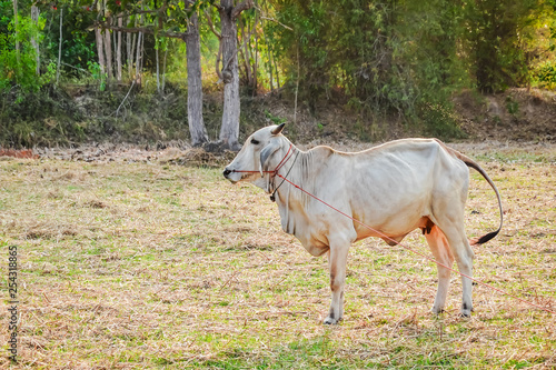 Asian bloodline cow in tropical field  cow on meadow cow cattle in the thailand