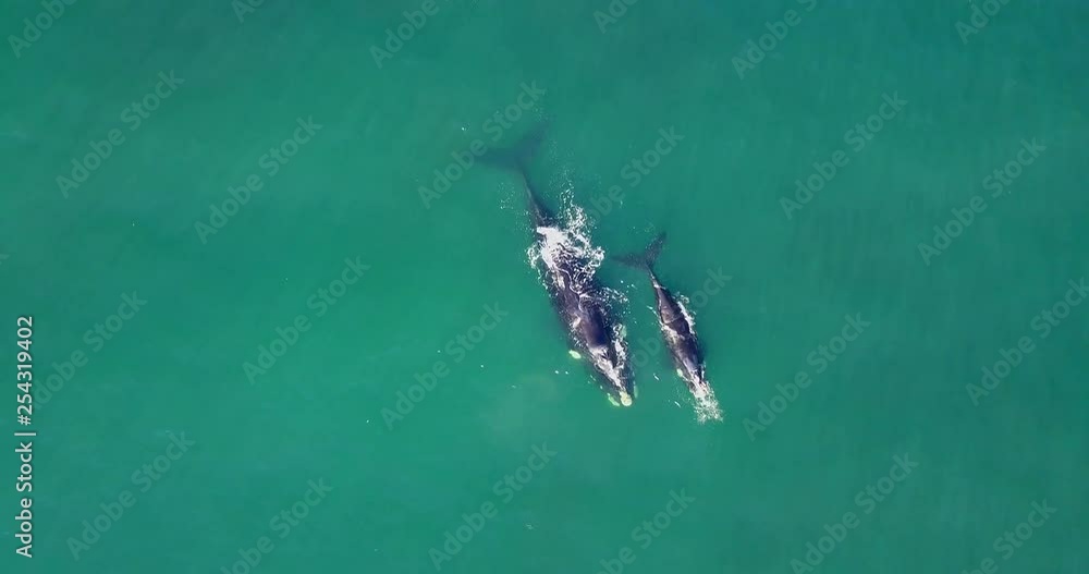 Top Down aerial shot of a Southern Right Whale and calf in Cape Town, South Africa. Top Down aerial shot of a Southern Right Whale and calf in Cape Town, South Africa.