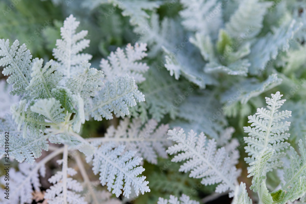 シロタエギク　シルバーレース　白妙菊