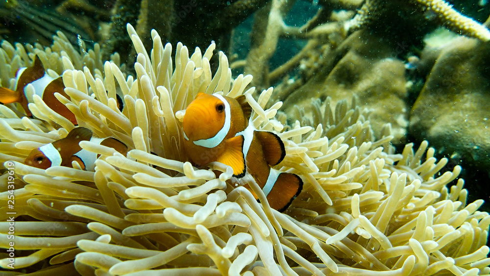 Clown fish found with its sea anemones at coral reef area at Tioman island, Malaysia Clown fish found with its sea anemones at coral reef area at Tioman island, Malaysia