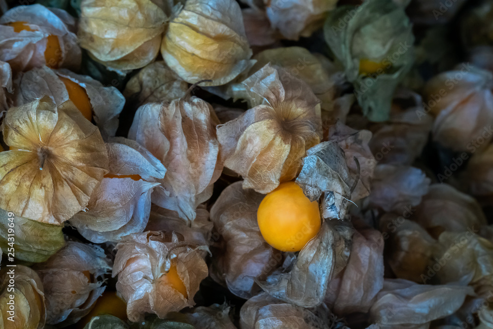 Heap of Cape Gooseberry (Physalis peruviana) also known as Golden Berry, Inca Berry, Pichu Berry, Physalis, calyx open showing fruit inside, closeup and selective focus.