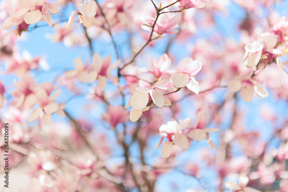 Beautiful Pink Magnolia Blossoming in Spring