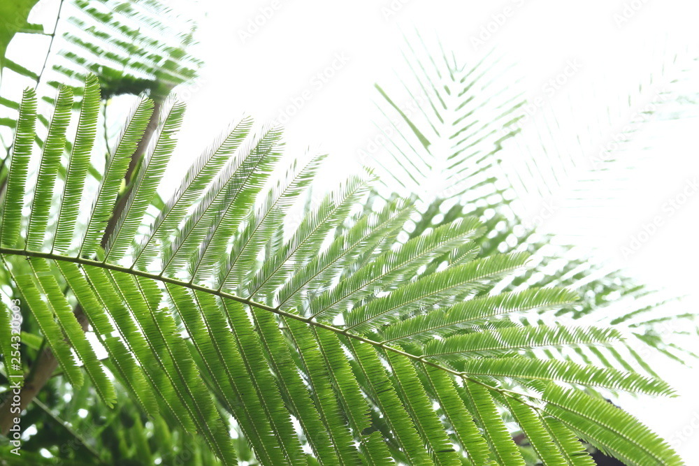 abstract green leaves in nature background abstract green leaves in nature background