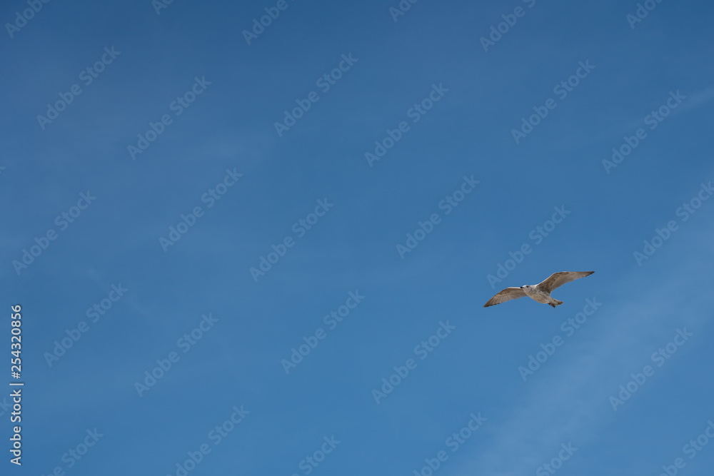 Fototapeta premium The flying seagull