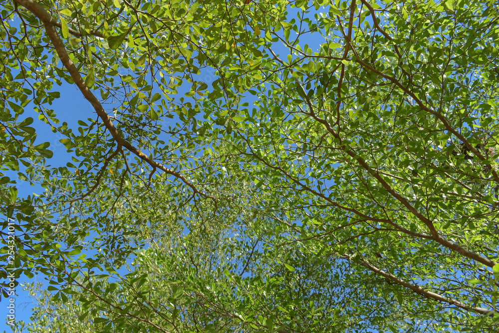 green leaf branchs of big tree in nature green leaf branchs of big tree in nature