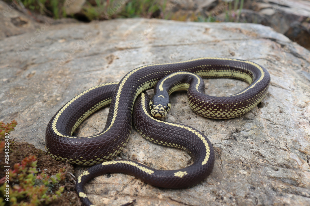 California Kingsnake (Lampropeltis getula californiae) Striped