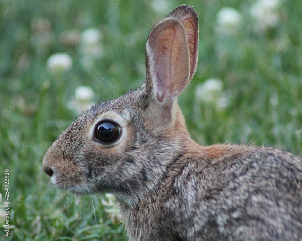 Fototapeta premium photo of a bunny rabbit sitting in the grass with clover and copy space