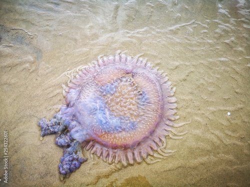 Jellyfish wash up on the beach dead during the low tide on the sea shore.