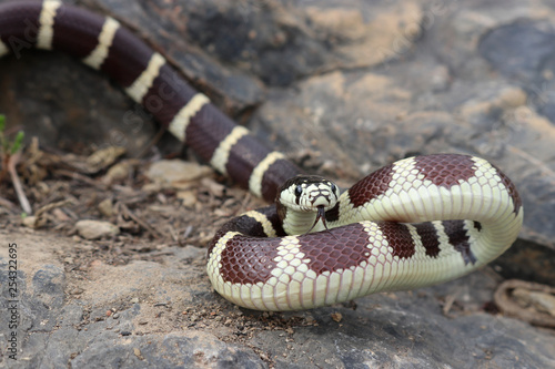 Banded California Kingsnake (Lampropeltis californiae)