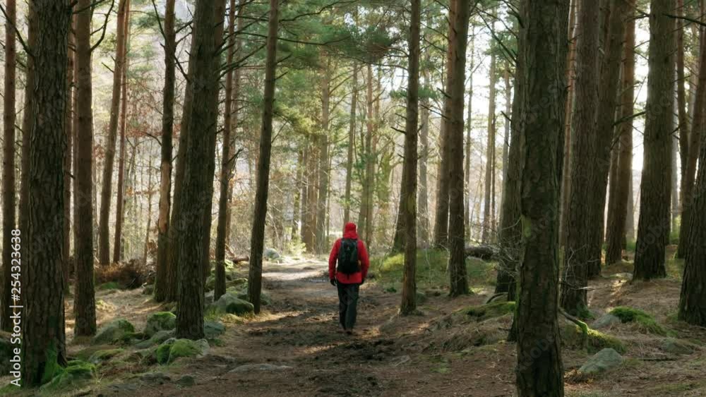 Hiker walking in woods at sunrise. Hiker walking in woods at sunrise.