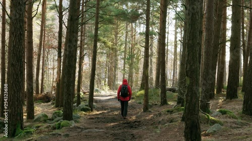 Wallpaper Mural Hiker walking in woods at sunrise. Torontodigital.ca
