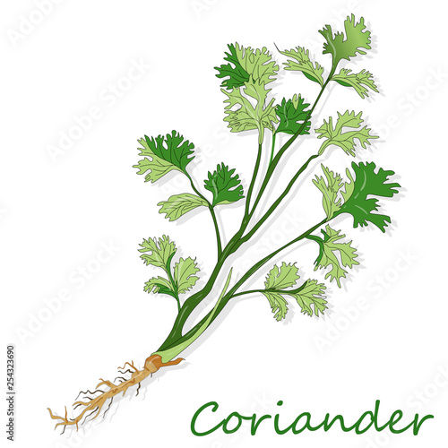 Fresh coriander or cilantro herb. Vector illustration isolated.