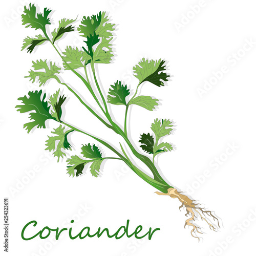 Fresh coriander or cilantro herb. Vector illustration isolated.