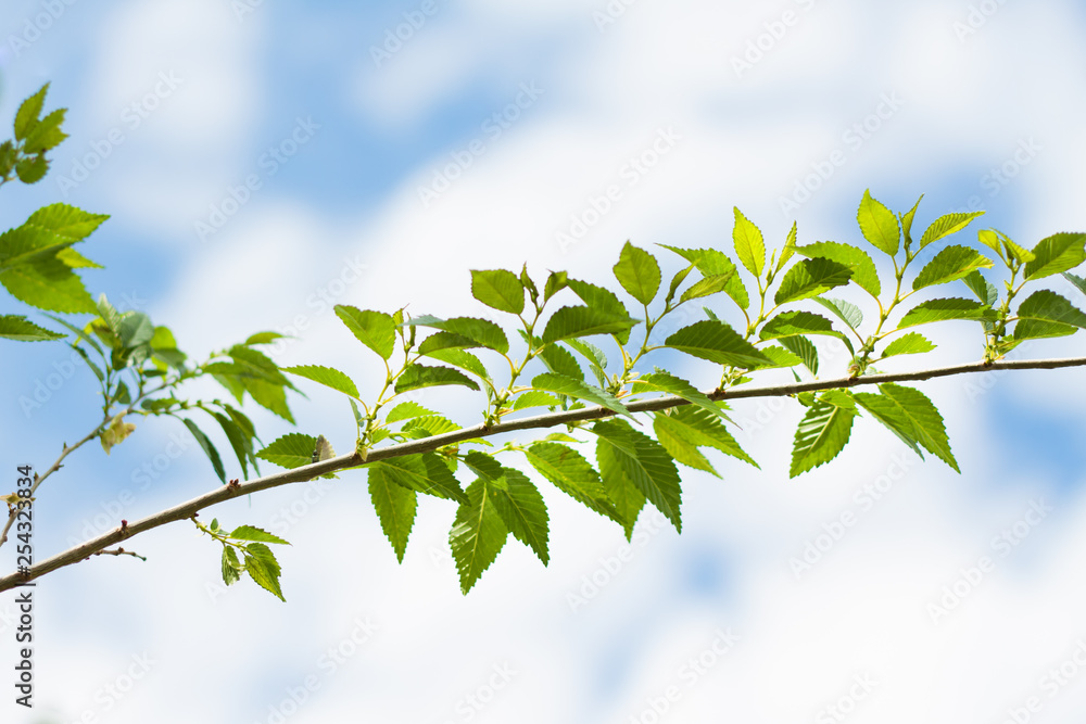Branch with green leaves. Branch with green leaves.