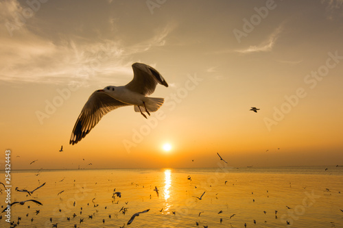 seagull in sunset