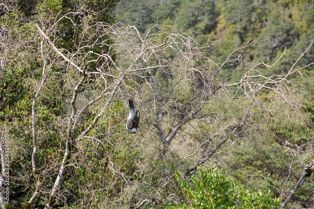 wood pigeon kereru eating berries while hanging upside downfrom tree wood pigeon kereru eating berries while hanging upside downfrom tree