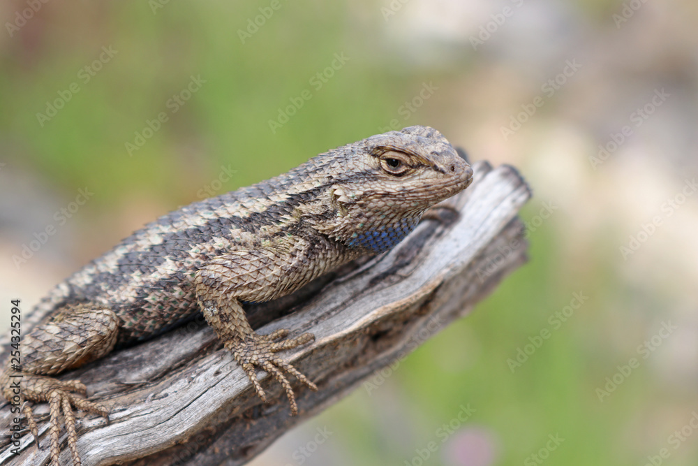 Western Fence Lizard (Sceloporus occidentalis) Western Fence Lizard (Sceloporus occidentalis)