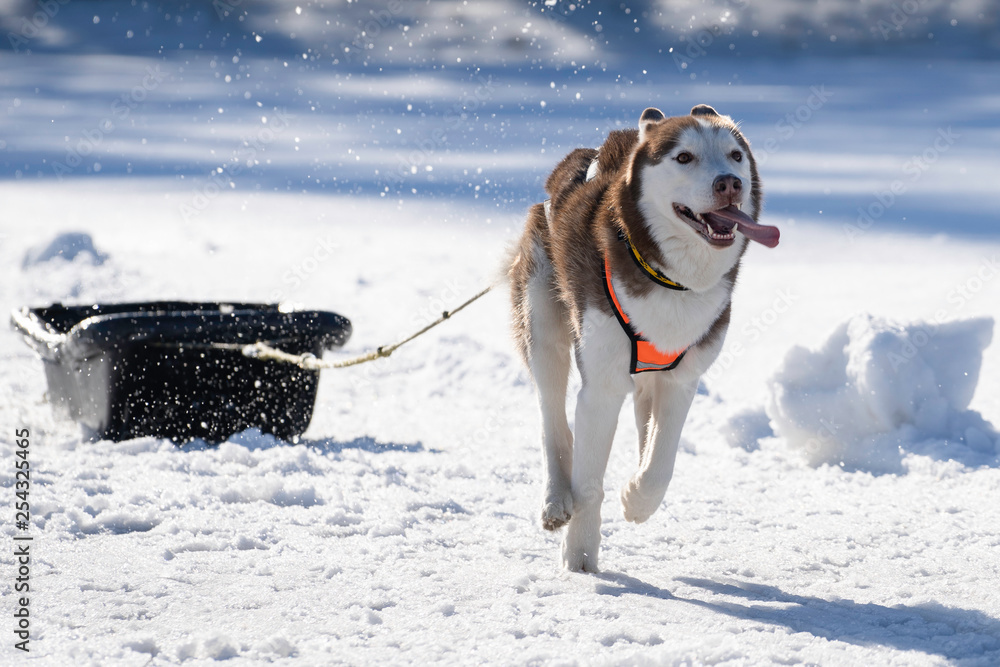 Beautiful siberian husky dog fun running on the snow drifts.