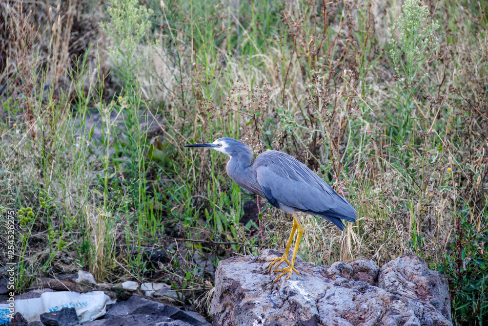 Fototapeta premium Grey Heron on a rock 1