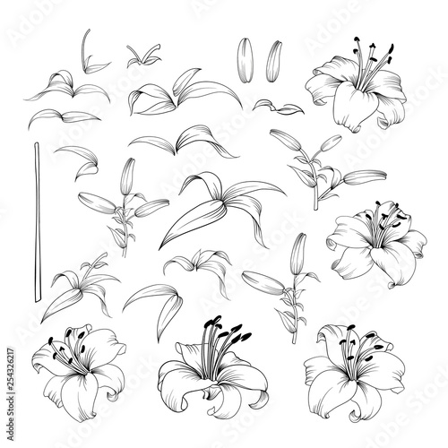 Collection of lily flowers. Awesome set for designers. Waterlily blossom bundle. Black flowers of lilies isolated over white. Flowers contours collection. Vector illustration.