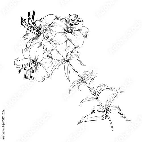White lily isolated on a white background. Card with blooming lily. Vector illustration.