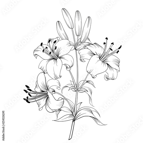 White lily isolated on a white background. Card with blooming lily. Vector illustration.