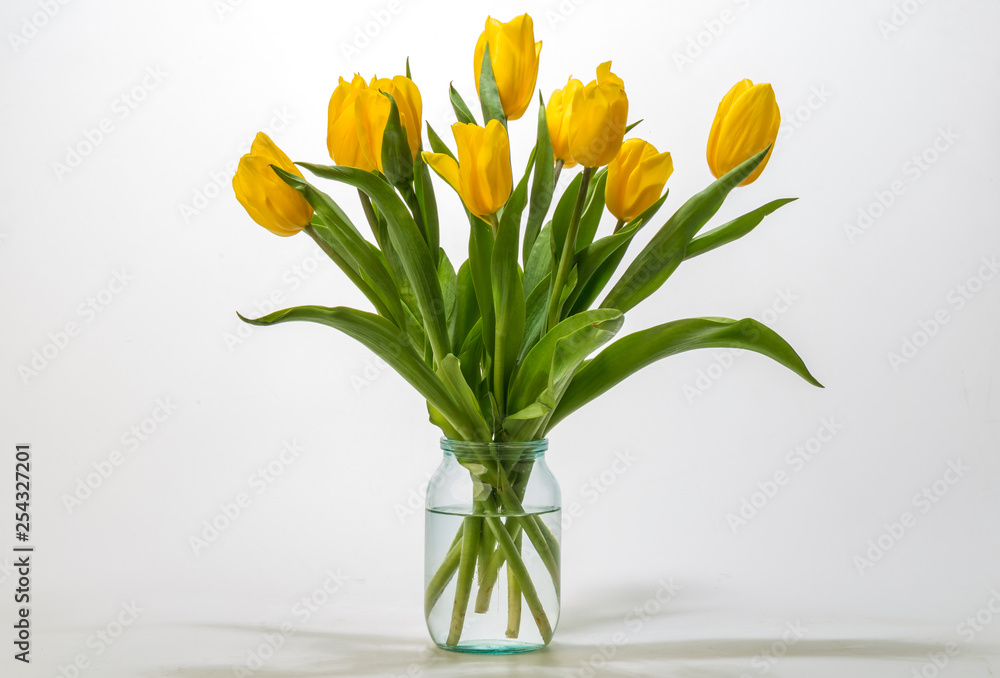 Beautiful yellow tulips isolated on white background Beautiful yellow tulips isolated on white background