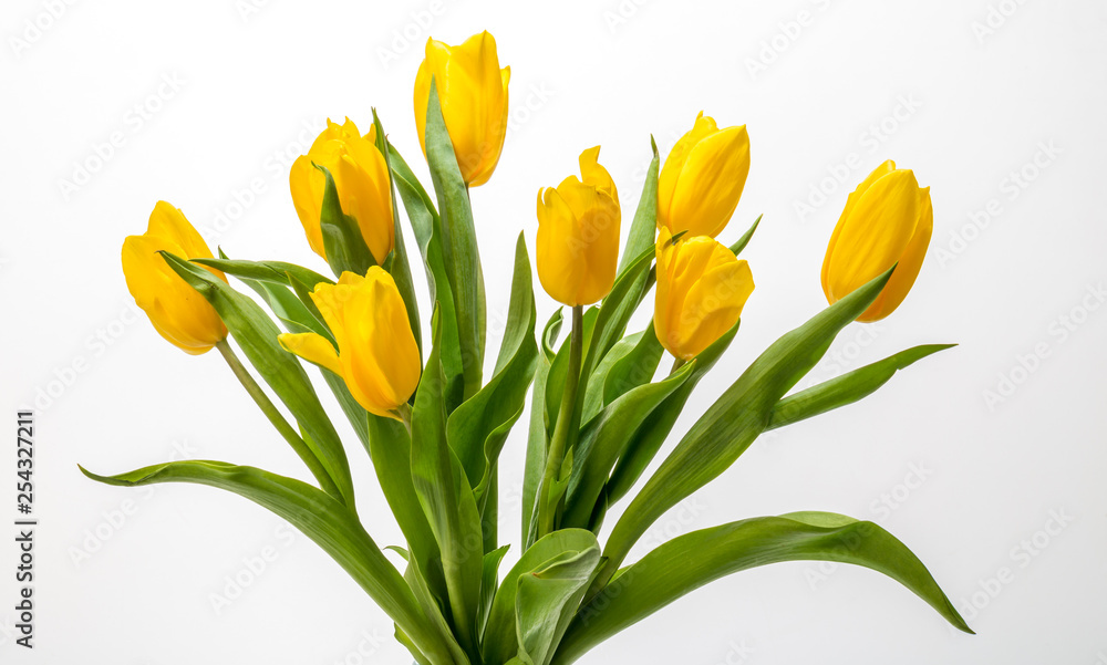 Beautiful yellow tulips isolated on white background Beautiful yellow tulips isolated on white background
