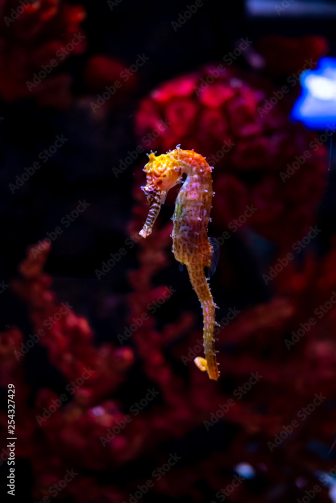 Sea horse in aquarium. These seahorses live in the warm seas around Indonesia, Philippines and Malaysia. Sea horse in aquarium. These seahorses live in the warm seas around Indonesia, Philippines and Malaysia.