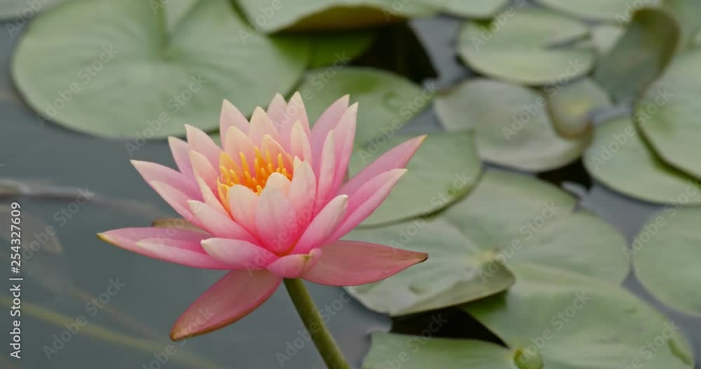 Lotus flower pond Lotus flower pond