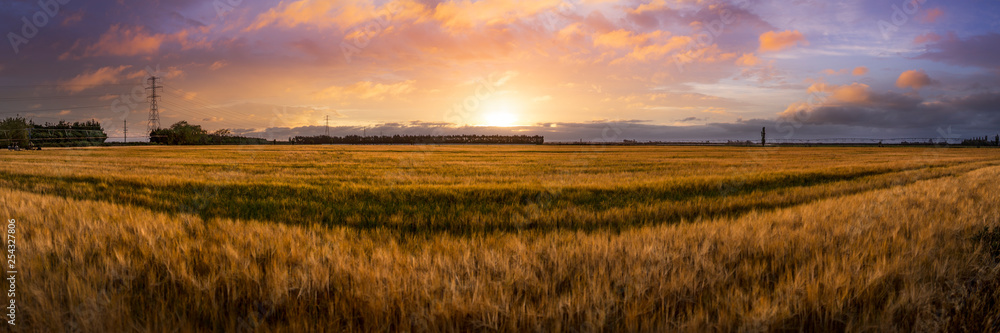 Panorama Sunset Sky Above Rural landscape background of field on farm in countryside at dusk with yellow crop illuminated by natural evening sunlight.