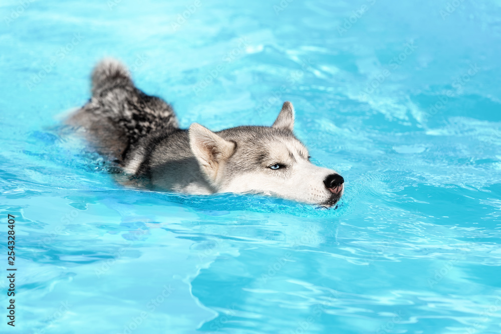 An young Siberian husky female dog is swimming in a pool. She has grey and white fur and amazing blue eyes. The water has an azure and blue color. She is not pleased to swim in a pool. An young Siberian husky female dog is swimming in a pool. She has grey and white fur and amazing blue eyes. The water has an azure and blue color. She is not pleased to swim in a pool.