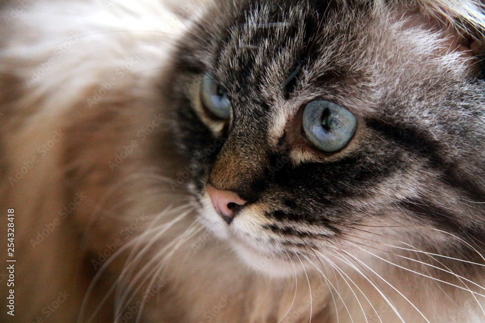 Cat portrait - Neva Masquerade blue eyes
