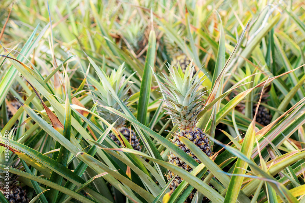 Obraz premium Pineapple in farm.