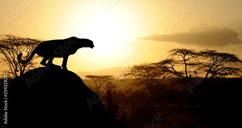 Cheetah at sunset on Natioanl park in Kenya