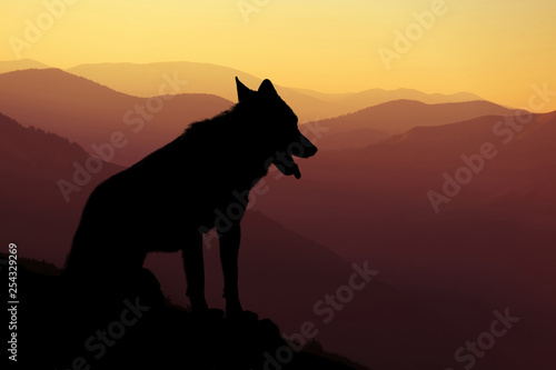 Wolf silhouette on mountains background