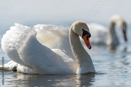 Fototapeta Naklejka Na Ścianę i Meble -  Swan on blue lake water in sunny day