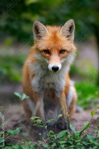 Wild young red fox (vulpes vulpes) vixen scavenging in a forest © byrdyak