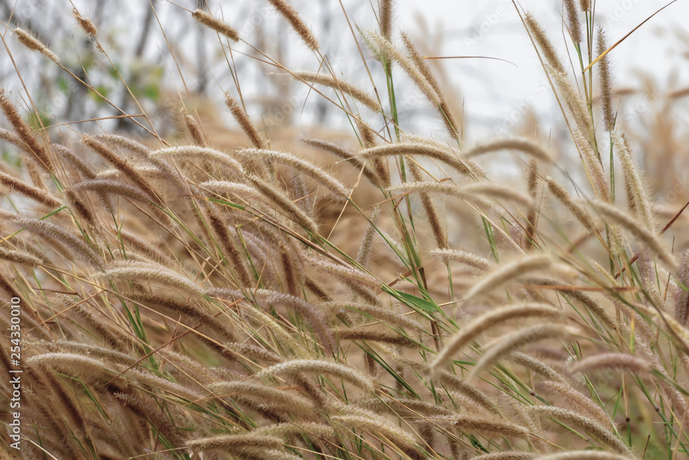 Close up brown desho grass flower. Close up brown desho grass flower.