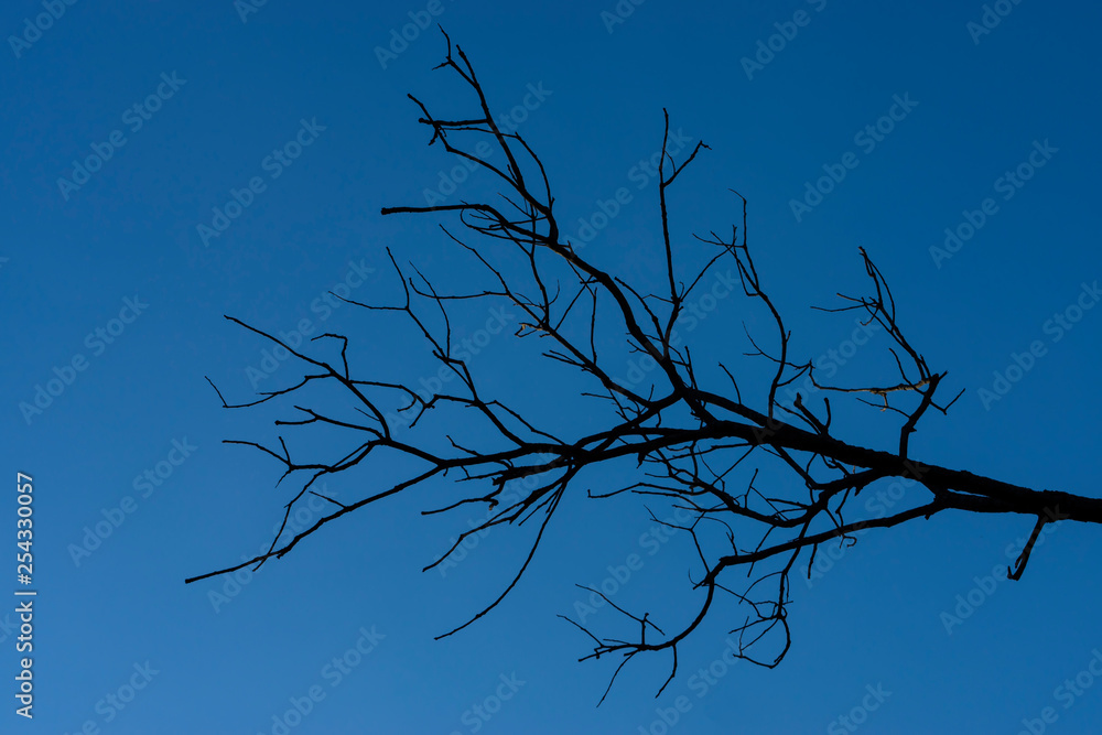 Obraz premium Silhouette death branch with blue sky.