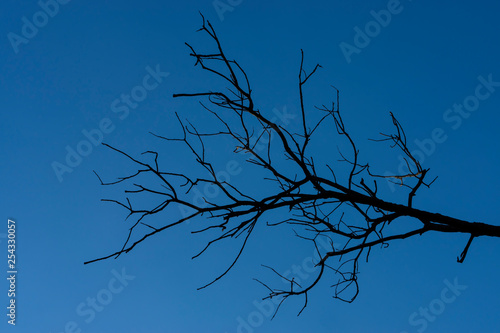 Silhouette death branch with blue sky.