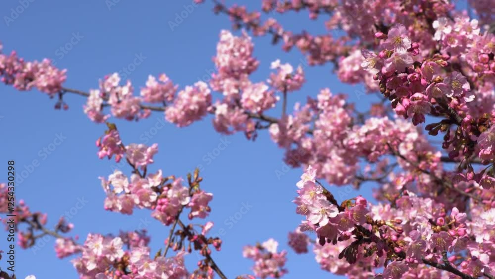 風に揺れる河津桜 風に揺れる河津桜