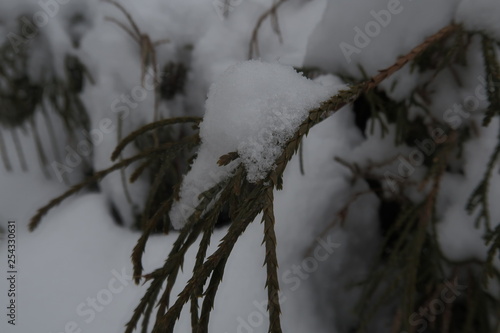 Frozen Branch closeup