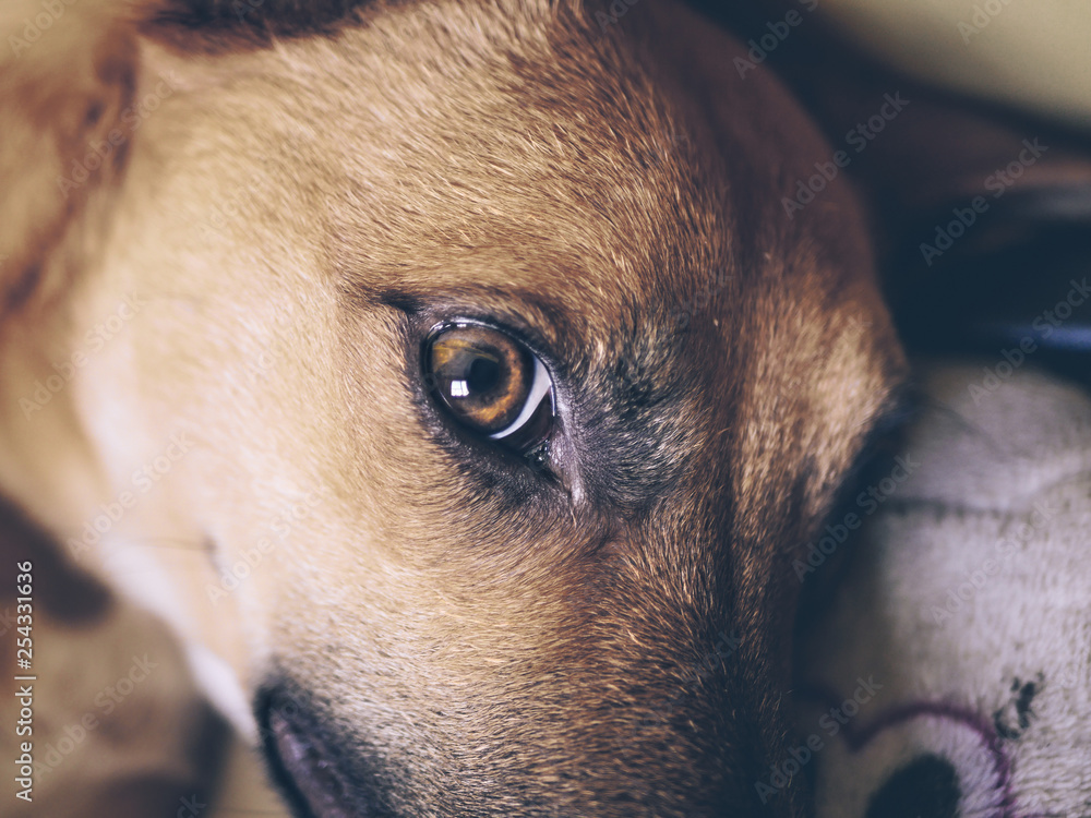 custom made wallpaper toronto digitalTender look of the dog