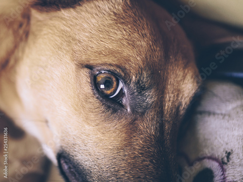 Wallpaper Mural Tender look of the dog Torontodigital.ca