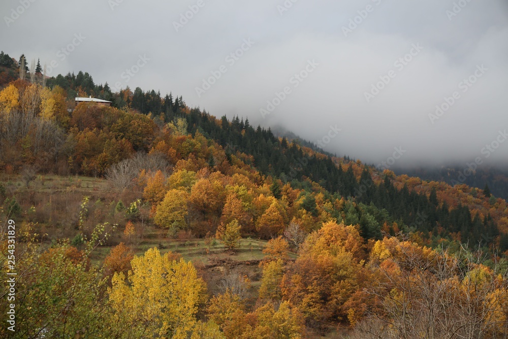 Fototapeta premium Autumn forest and village photos.savsat/artvin turkey 